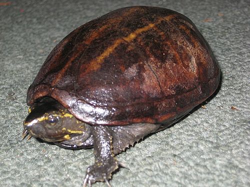 Striped mud turtle